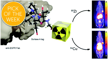 Graphical abstract: Enzyme mediated incorporation of zirconium-89 or copper-64 into a fragment antibody for same day imaging of epidermal growth factor receptor