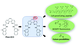 Graphical abstract: A complementary chemical probe approach towards customized studies of G-quadruplex DNA structures in live cells