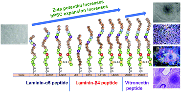 Graphical abstract: Poly(vinyl alcohol-co-itaconic acid) hydrogels grafted with several designed peptides for human pluripotent stem cell culture and differentiation into cardiomyocytes