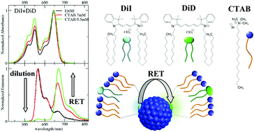 Graphical abstract: Increasing resonance energy transfer upon dilution: a counterintuitive observation in CTAB micelles