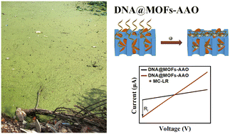 Graphical abstract: In situ growth of metal–organic frameworks in nanochannels for highly sensitive microcystin-LR detection