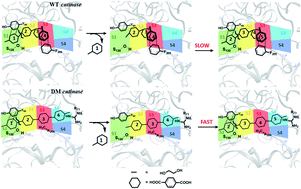 Graphical abstract: Cation–π and hydrophobic interaction controlled PET recognition in double mutated cutinase – identification of a novel binding subsite for better catalytic activity