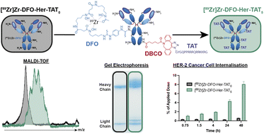 Graphical abstract: The influence of degree of labelling upon cellular internalisation of antibody-cell penetrating peptide conjugates