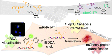 Graphical abstract: Stronger together for in-cell translation: natural and unnatural base modified mRNA