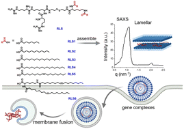 Graphical abstract: A cationic lipid with advanced membrane fusion performance for pDNA and mRNA delivery