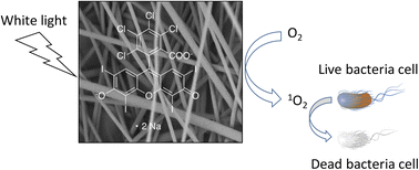 Graphical abstract: Rose bengal-integrated electrospun polyacrylonitrile nanofibers for photodynamic inactivation of bacteria