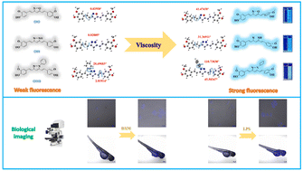 Graphical abstract: Rational design and comparison of three curcumin-based fluorescent probes for viscosity detection in living cells and zebrafish