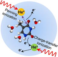 Graphical abstract: Secondary ionization of pyrimidine nucleobases and their microhydrated derivatives in helium nanodroplets