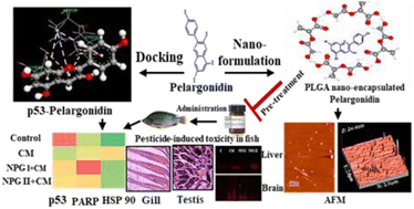 Graphical abstract: Nano-pelargonidin modulates p53/PARP/HSP 90/XRCC1 signaling axis to combat cypermethrin-induced genotoxicity and metabolic dysfunction in fish: a molecular docking predicted in vivo approach