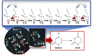 Graphical abstract: A rotationally-driven dynamic solid phase sodium bisulfite conversion disc for forensic epigenetic sample preparation