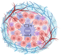 Graphical abstract: Single-cell analysis of innate immune cell mechanics: an application to cancer immunology