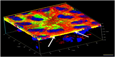 Graphical abstract: Fusogenic liposome-coated nanoparticles for rapid internalization into donor corneal endothelial tissue to enable prophylaxis before transplantation