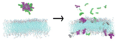 Graphical abstract: Digestion of lipid micelles leads to increased membrane permeability