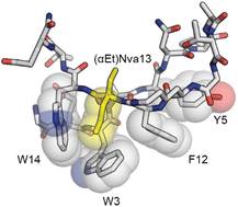 Graphical abstract: Effects of chirality and side chain length in Cα,α-dialkylated residues on β-hairpin peptide folded structure and stability