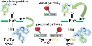 Graphical abstract: New insights into controlling radical migration pathways in heme enzymes gained from the study of a dye-decolorising peroxidase