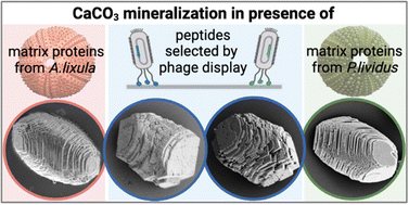 Graphical abstract: Functional mimicry of sea urchin biomineralization proteins with CaCO3-binding peptides selected by phage display