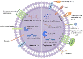 Graphical abstract: Native and engineered extracellular vesicles: novel tools for treating liver disease