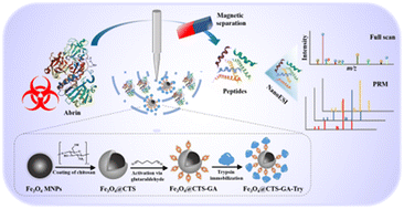 Graphical abstract: Ultrafast protein digestion using an immobilized enzyme reactor following high-resolution mass spectrometry analysis for rapid identification of abrin toxin