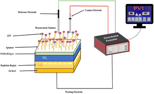 Graphical abstract: A novel poly(amidoamine)-modified electrolyte–insulator–semiconductor-based biosensor for label-free detection of ATP