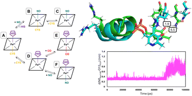 Graphical abstract: Gaseous inhibition of the transsulfuration pathway by cystathionine β-synthase