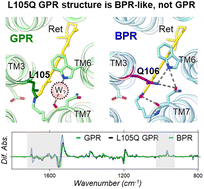 Graphical abstract: Low-temperature FTIR spectroscopy of the L/Q switch of proteorhodopsin