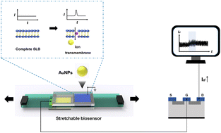 Graphical abstract: A FET-based flexible biosensor system for dynamic behavior observation of lipid membrane with nanoparticles in vitro