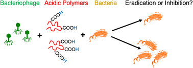 Graphical abstract: Acidic polymers reversibly deactivate phages due to pH changes