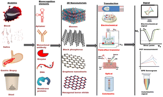 Graphical abstract: Unlocking the potential of 2D nanomaterial-based biosensors in biomarker-based detection of Helicobacter pylori