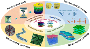 Graphical abstract: Multi-scaled regulation for cholesteric organization of cellulose nanocrystals based on internal and external factors
