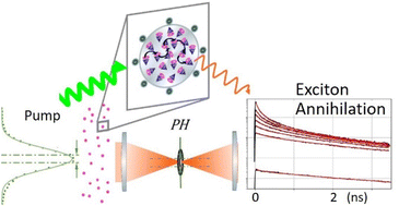 Graphical abstract: Exciton annihilation and diffusion length in disordered multichromophoric nanoparticles