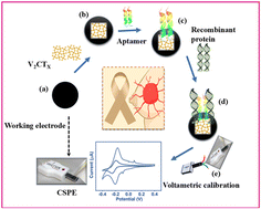Graphical abstract: Ultrasensitive electroanalytical sensing platform using aptamer-conjugated V2CTx MXene for the detection of the HER-2 biomarker