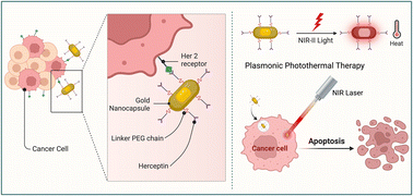 Graphical abstract: Herceptin-conjugated plasmonic gold nanocapsules for targeted NIR-II photothermal therapy