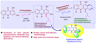 Graphical abstract: Synthesis and antibacterial evaluation of prenylacridone alkaloids and their analogues
