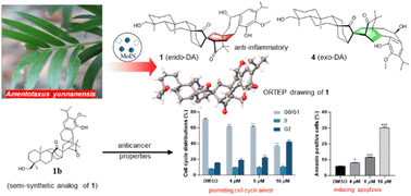 Graphical abstract: Spiroamentotaxols A–D: unprecedented 6/6/6/5/6/6/6/6 spiro-octacyclic bis-diterpene heterodimers from the endangered conifer Amentotaxus yunnanensis and their bioactivities