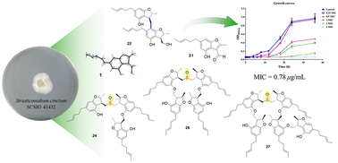 Graphical abstract: From monomers to pentamers, diverse antimicrobial benzofuran polyketides from marine-derived Striaticonidium cinctum