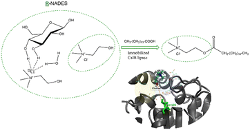 Graphical abstract: Lipase-catalysed esterification in a reactive natural deep eutectic solvent leads to lauroylcholine chloride rather than glucose ester