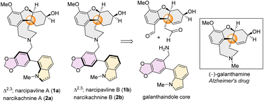 Graphical abstract: Total synthesis of atropodiastereomers of heterodimeric Amaryllidaceae alkaloids: narcipavline and narcikachnine
