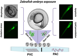 Graphical abstract: Eco-biocompatible periphyton-inhabited polyvinyl chloride (PVC) and polyacrylic acid (PAC) sheets indicate aquaculture bio-sustainability by oxidative stress and steatosis in zebrafish