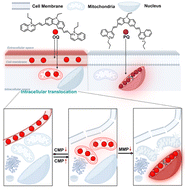 Graphical abstract: A translocation fluorescent probe for analyzing cellular physiological parameters in neurological disease models