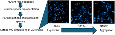 Graphical abstract: Multi-scale in silico analysis of the phase separation behavior of FUS mutants