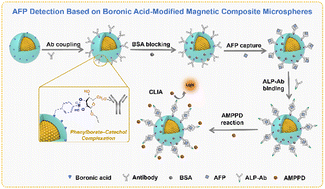 Graphical abstract: A chemiluminescence immunosensor for biomarker detection based on boronic acid-modified magnetic composite microspheres