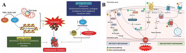 Graphical abstract: Cuproptosis in cancer therapy: mechanisms, therapeutic application and future prospects