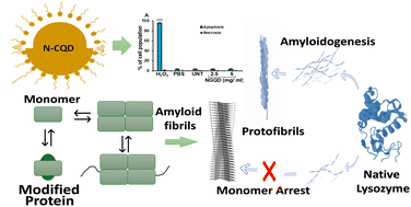 Graphical abstract: Nitrogen doped carbon quantum dots: a multifaceted carbon nanomaterial that interferes in an amyloid-forming trajectory
