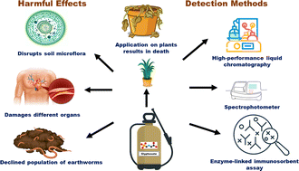 Graphical abstract: Glyphosate: a review on its widespread prevalence and occurrence across various systems