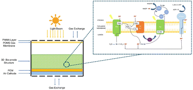 Graphical abstract: Electricity generation using a microbial 3D bio-anode embedded bio-photovoltaic cell in a microfluidic chamber