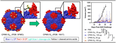 Graphical abstract: Structure-function relationship of S protein cleavage in cowpea mosaic virus intratumoral immunotherapy