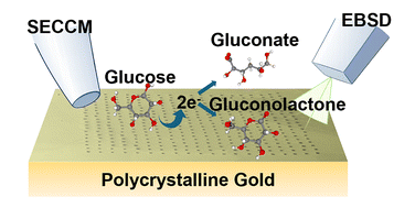 Graphical abstract: Revealing grain dependent glucose oxidation pathways on gold with scanning electrochemical cell microscopy
