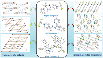 Graphical abstract: Coordination versatility and weak Hg⋯X (X = Cl, O, N) interactions in hydrazone-based Hg(ii) complexes: structural evolution from discrete units to extended architectures