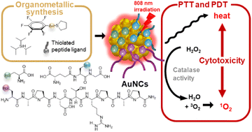 Graphical abstract: An organometallic approach to sub-2 nm thiolate-protected Au nanoclusters with enhanced catalytic and therapeutic properties