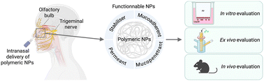 Graphical abstract: Polymeric nanoparticles for efficient nose-to-brain delivery